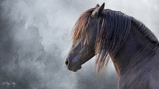Chincoteague Pony stallion photo of Ace's Black Tie Affair by Kelly Cosby