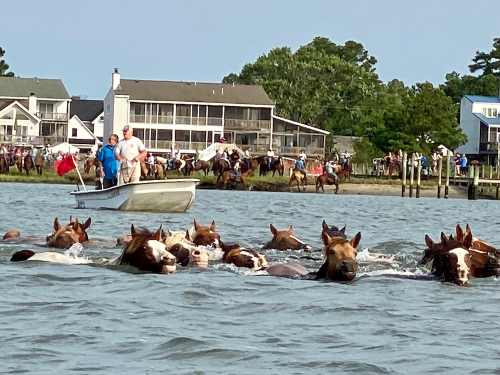 Chincoteague Pony Swim Back