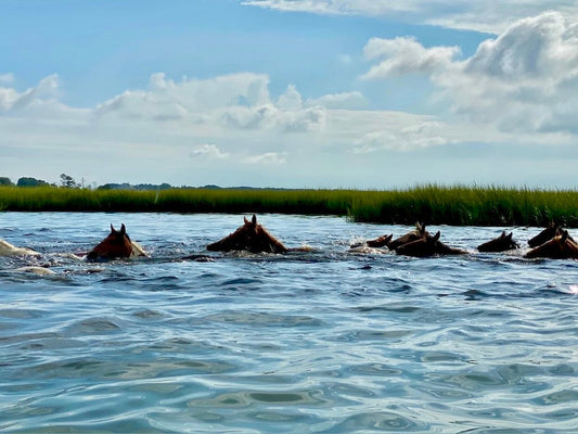 5 Chincoteague Pony Swim Tips for First-Timers