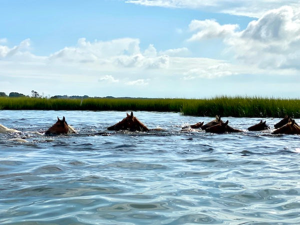 Chincoteague Ponies heads above water swimming during Pony Penning. Misty of Chincoteague by Marguerite Henry. Horse books