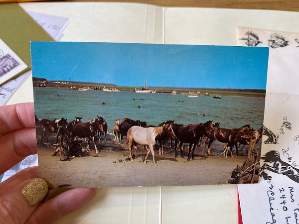 1960 colored postcard of a pinto Chincoteague pony and herd after the pony penning swim