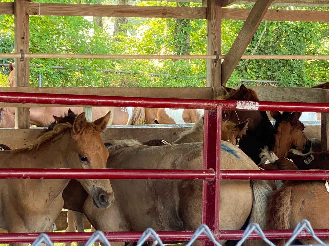 Chincoteague Foals at the Pony Penning Auction