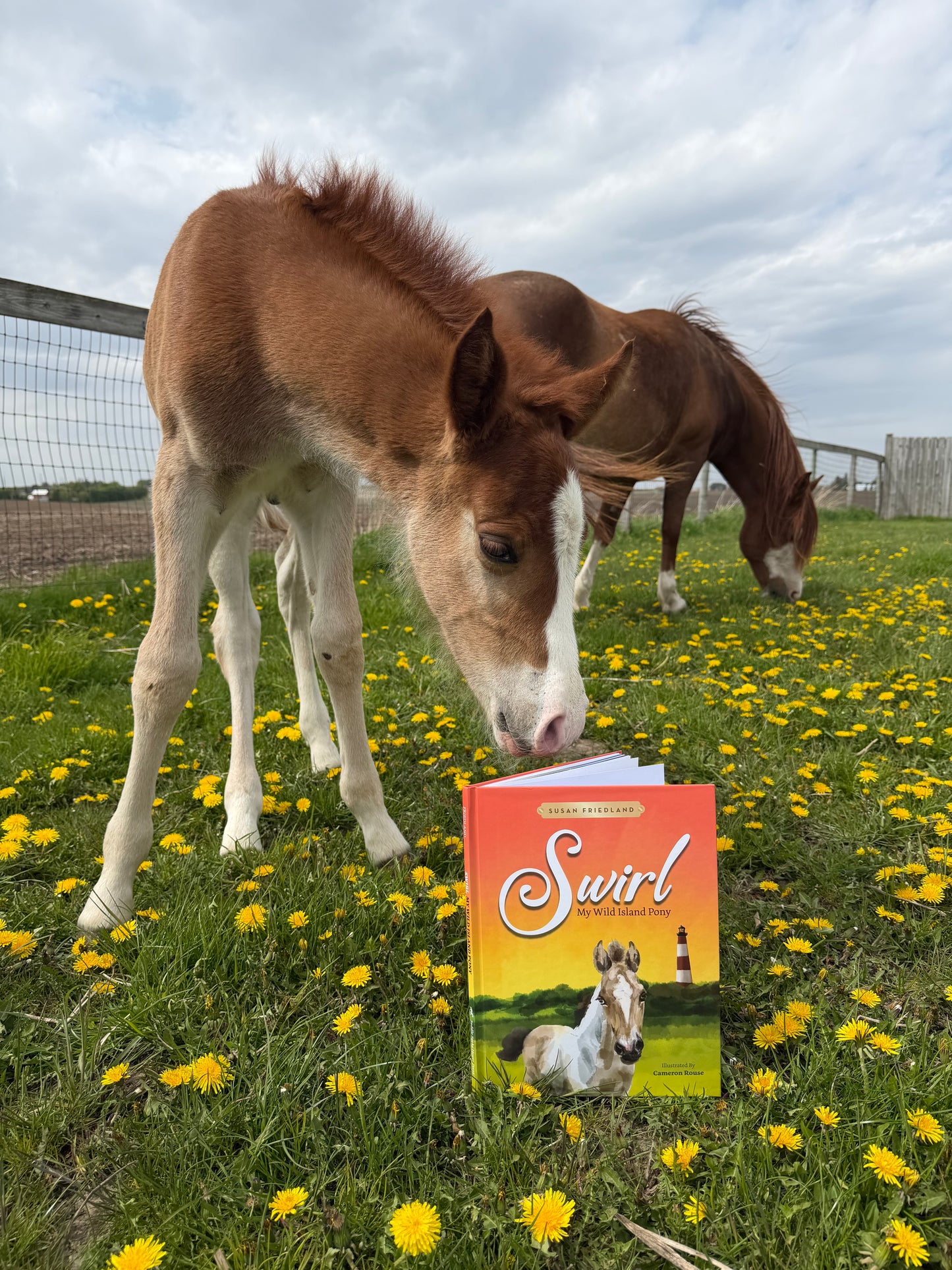 Swirl: My Wild Island Pony (Author Signed Hardcover)